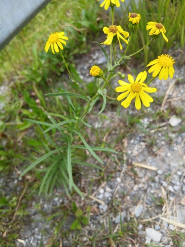 Senecio inaequidens iNat (3)