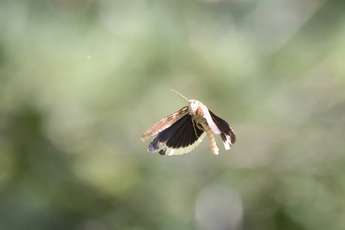 Carolina grasshopper