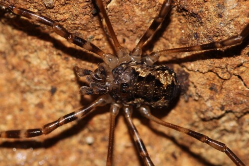 Metadasylobus fuscoannulatus