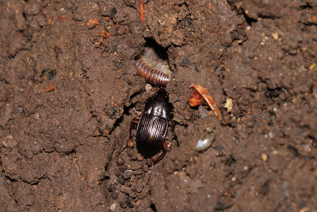 Orthomus canariensis