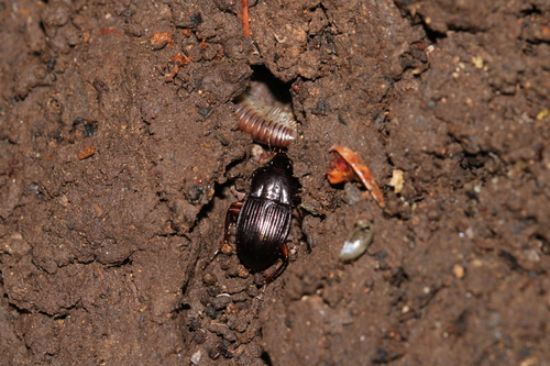 Orthomus canariensis