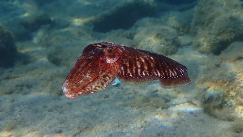 Cuttlefish