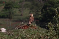 Caracara plancus
