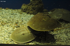 Limulus