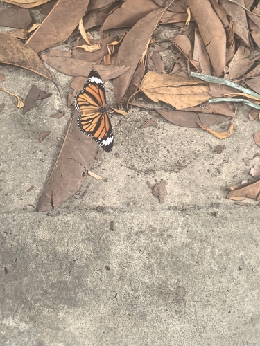 Common Tiger Butterfly