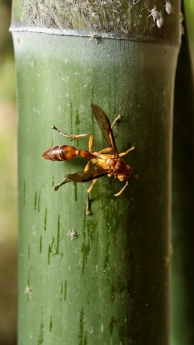 Parapolybia indica
