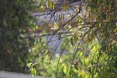 Myrtis fanny