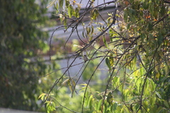 Myrtis fanny