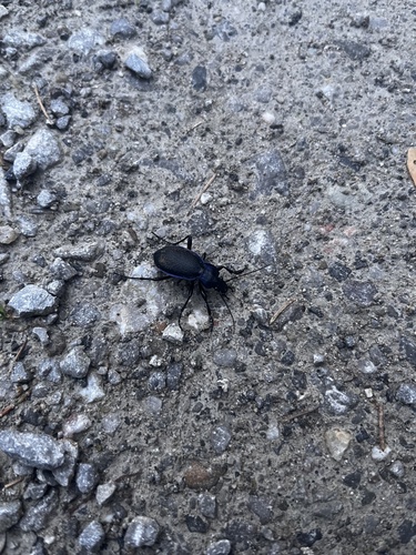 Kleiner Kettenlaufkäfer