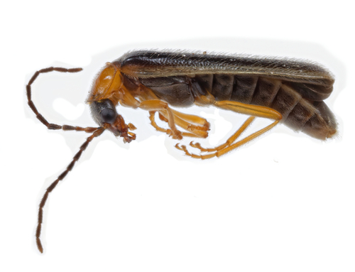 Rhagonycha septentrionis