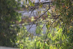 Myrtis fanny