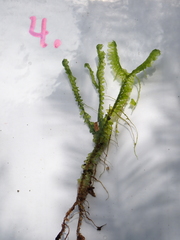 Geocalycaceae