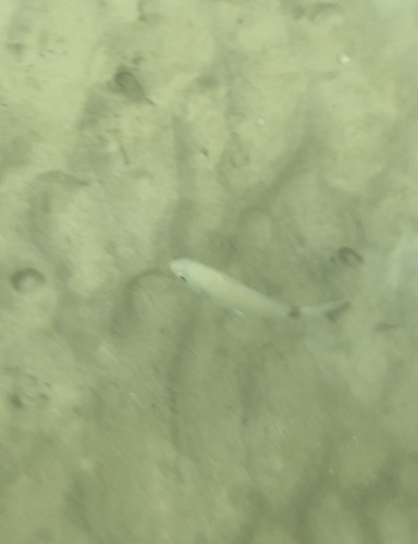 Diplodus sargus