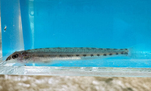 Eastern sand darter (Ammocrypta pellucida) — Percidae — 5