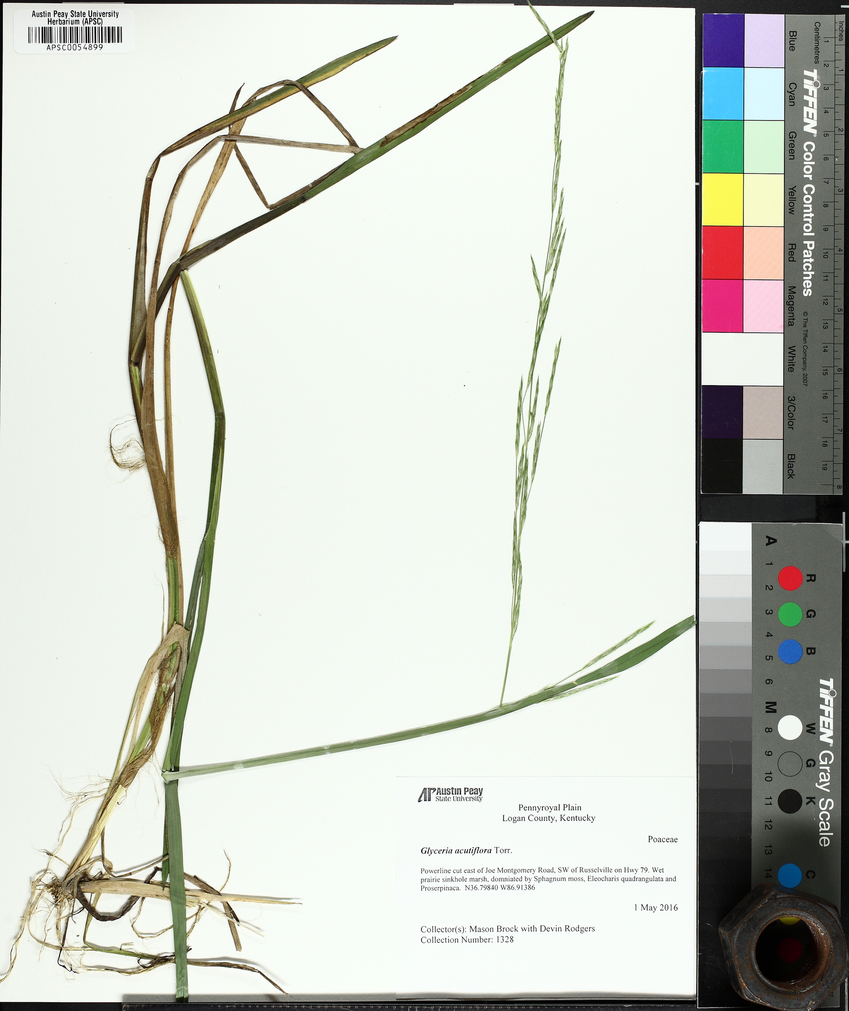 Sharp-Glumed Manna-Grass (Glyceria acutiflora)