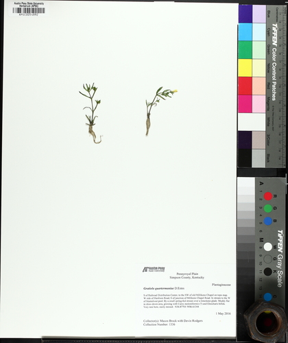 Quarterman's Hedge-hyssop (Gratiola quartermaniae)