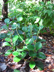 Image of Peperomia magnoliifolia
