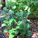 Planta de Jade - Photo (c) Robby Deans, algunos derechos reservados (CC BY-NC), subido por Robby Deans
