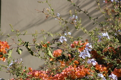 Myrtis fanny