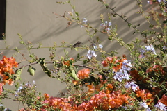 Myrtis fanny