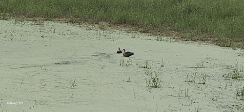 Indian Spot-billed Duck