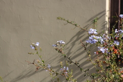 Rhodopis vesper