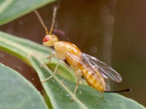 Wasp