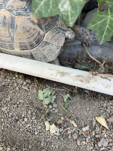Greek Tortoise