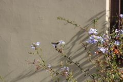 Rhodopis vesper
