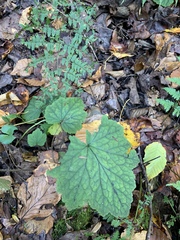 Tiarella stolonifera