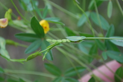 Zornia capensis capensis