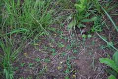 Zornia capensis capensis