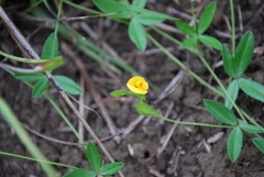 Zornia capensis capensis