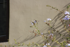 Rhodopis vesper