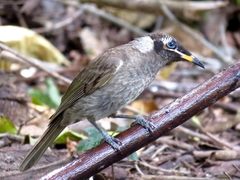 Bolemoreus frenatus