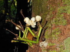 Syzygium cormiflorum