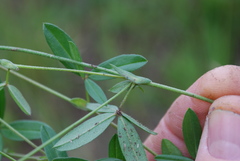 Zornia capensis capensis