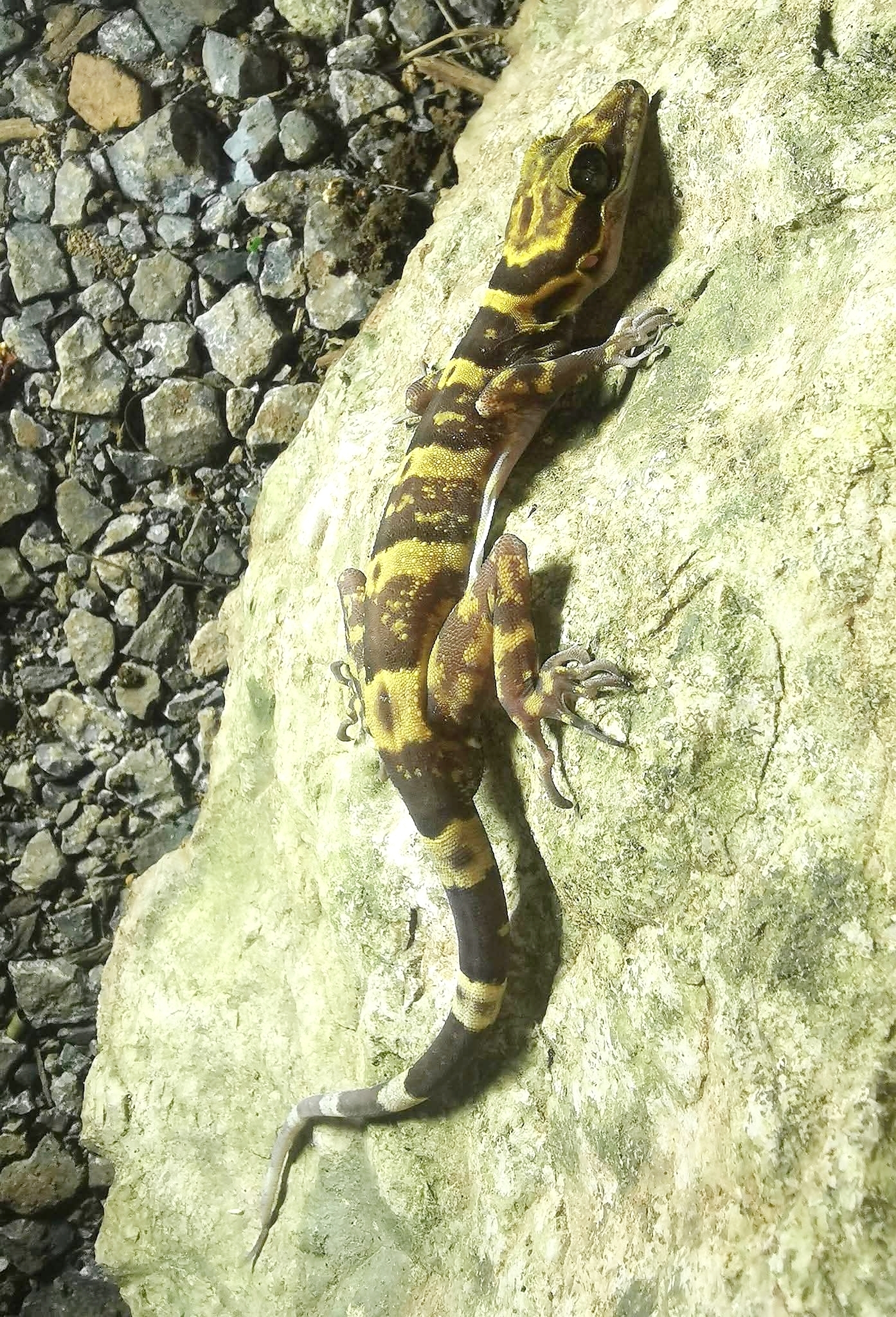 Golden-Belted Bent-Toed Gecko photo 4