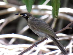 Bolemoreus frenatus
