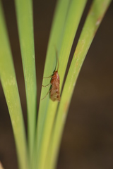 Limnephilus rhombicus