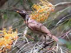 Bolemoreus frenatus