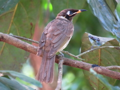 Bolemoreus frenatus