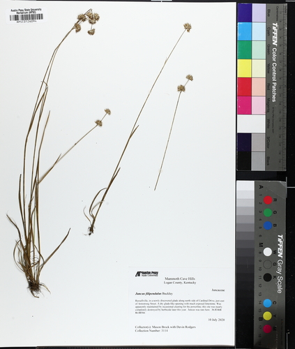 Ringseed rush (Juncus filipendulus)