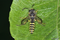 Cerceris arenaria