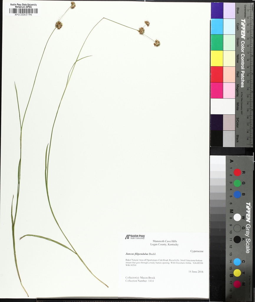 Ringseed rush (Juncus filipendulus)