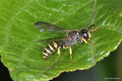 Cerceris arenaria