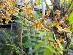 Dendrobium discolor