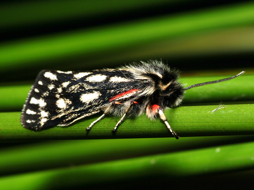Phaos interfixa