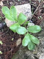 Magydaris pastinacea