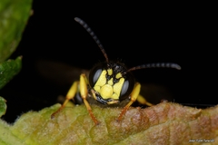 Cerceris arenaria